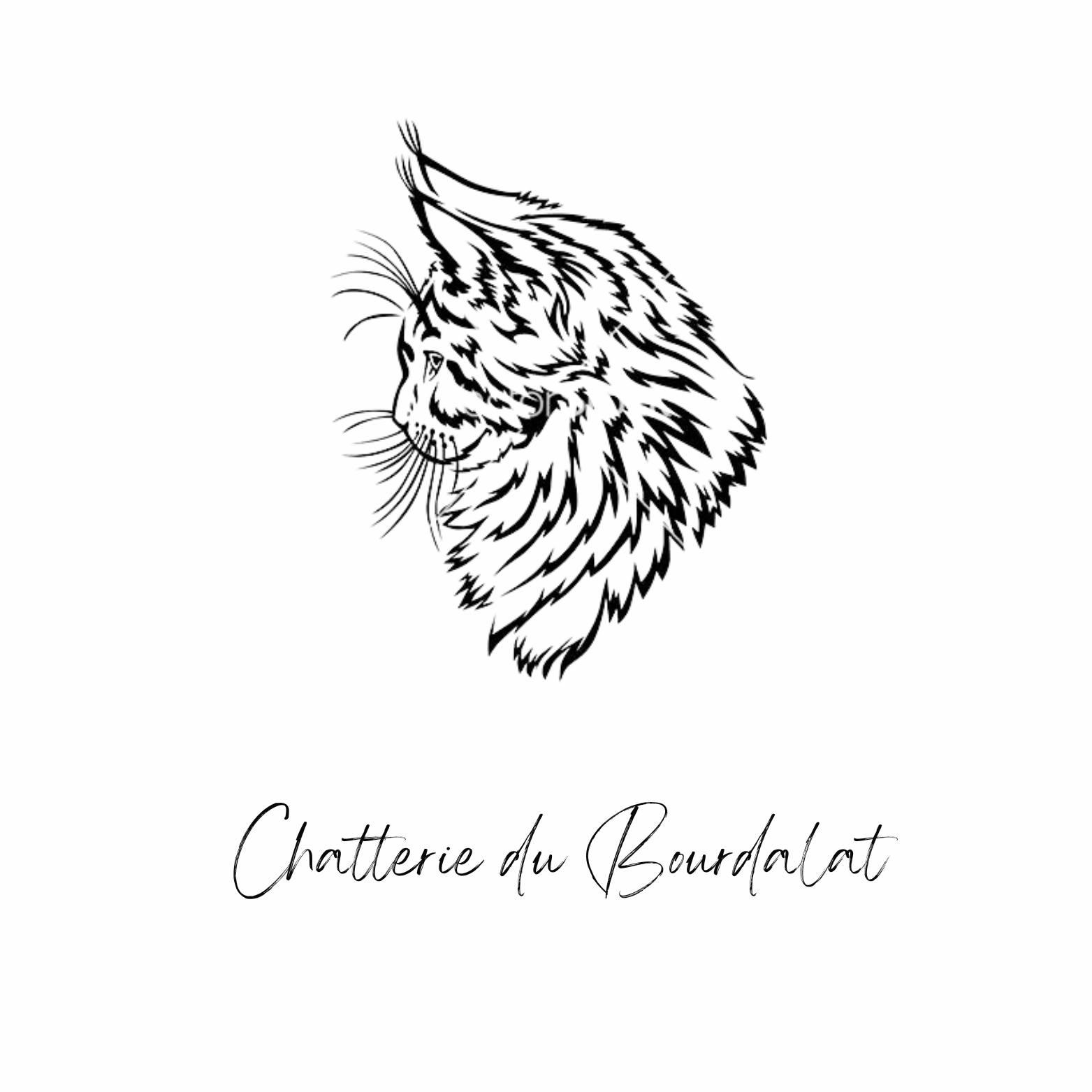La Chatterie du Bourdalat — Maine Coon